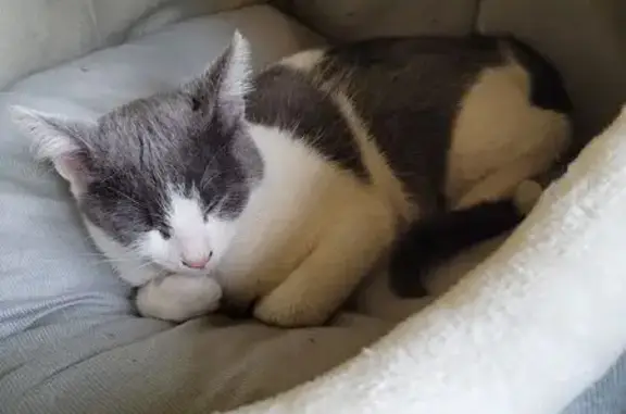 Chaton gris-blanc trouvé sous voiture - photo