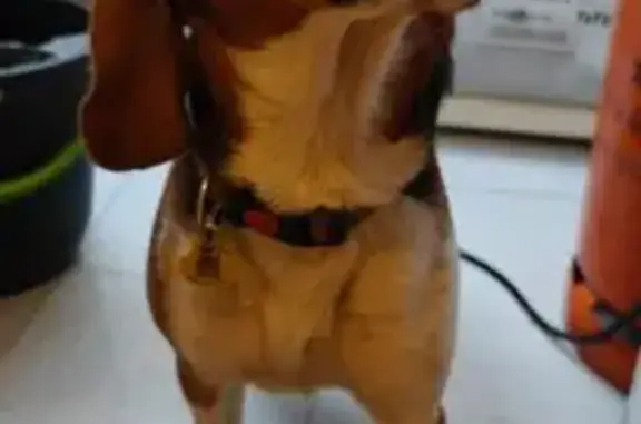 Beagle Tricolor Perdida en L'Hospitalet de Llobregat