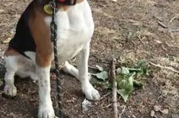 Perros perdidos, L'Hospitalet de Llobregat, foto: Perro perdido en L'Hospitalet: ¡Ayuda!
