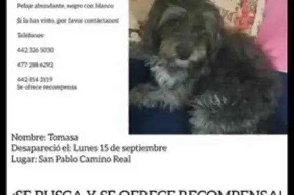 Perro Perdido: Gris y Peludito en Querétaro