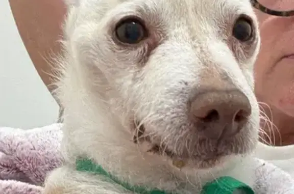 Found dog Indianapolis, photo: Found Tan Stud Dog: Help Locate Owner!