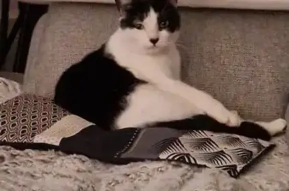 Chat perdu, très gentil, Gouesnou - photo