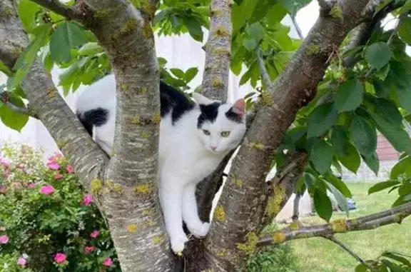 Animaux perdus Longueau, photo: Chat perdu à Longueau, Rue du Maréchal Foch