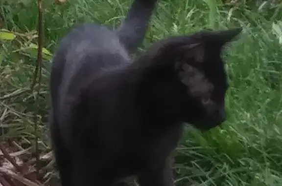 Missing cat Idaho City, photo: Help Find Neo: Missing Black Cat in Idaho