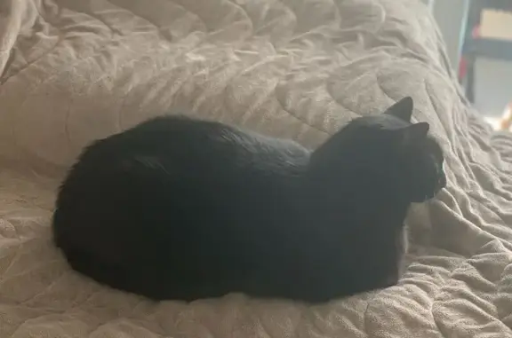 Chat perdu, Œting, photo: Chat noir perdu à Œting, mâle stérilisé