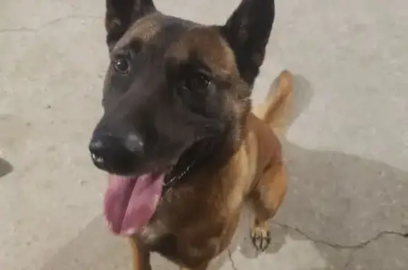 Chien trouvé , photo: Jeune Malinois trouvé à Malvalette