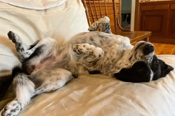 Lost Spotted Cattle Dog in Shaker Heights
