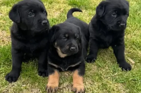 Lost: 3 Puppies Missing in Cardinia, VIC