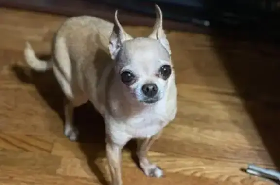 Elderly Tan Dog Missing on McDonald Dr