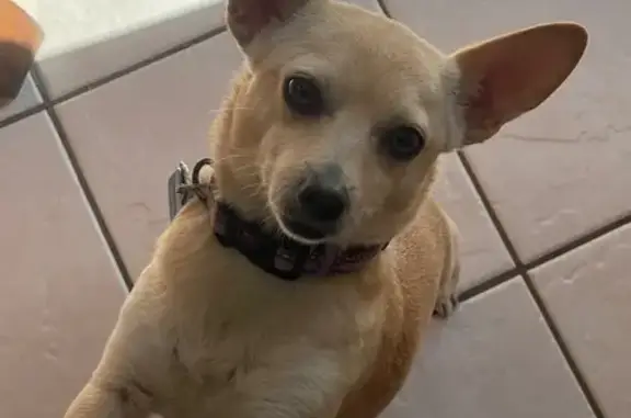 Missing dog Sun Prairie, photo: Lost Cheweenie Paco in Sun Prairie!