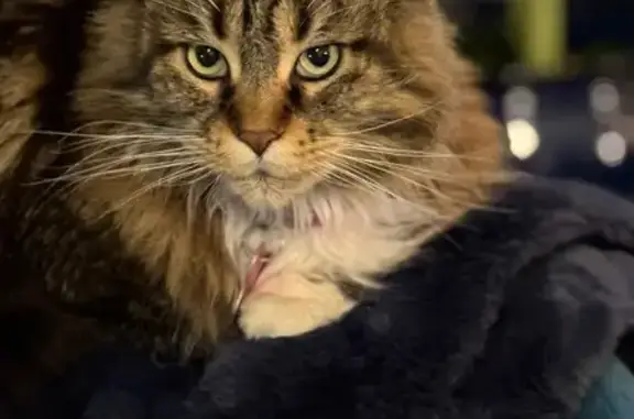 Lost Maine Coon: Tabby on Boardman Ave