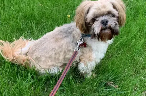 Lost Dog: Gentle White & Tan Mix