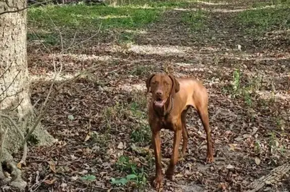 Missing dog , photo: Lost Vizsla Near Stonewall Cemetery Rd