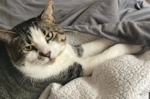 Missing cat , photo: Lost Cat: White & Striped in Lainie Lane
