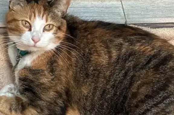 Lost Tabby Cat: North Dayton St, Chicago