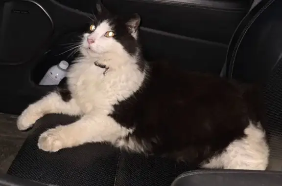 Lost Chatty Cat: Bear - Seen at Old Jay Hill