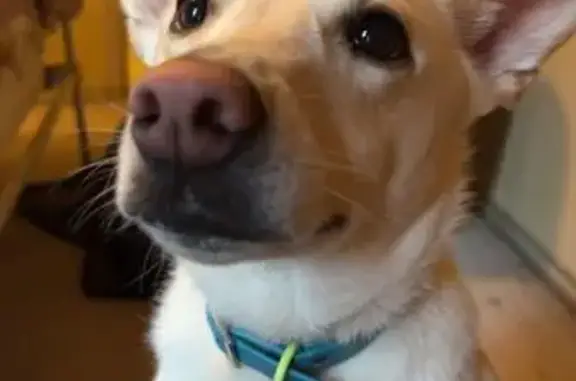 Lost White Dog with Big Ears in Tulsa