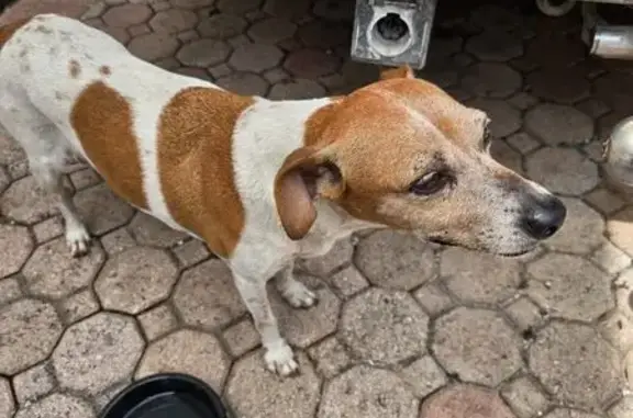 Found dog Greenacres, photo: Found: Scared Brown & White Dog in Greenacres