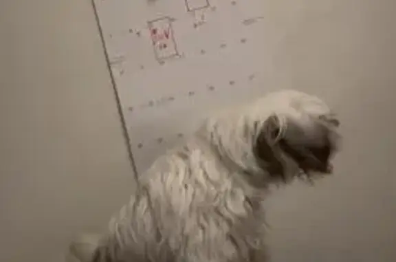 Lost Dog in Paradise: Palo Verde Alert