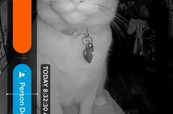 Lost Orange Tabby Alfredo in Yulee 85333