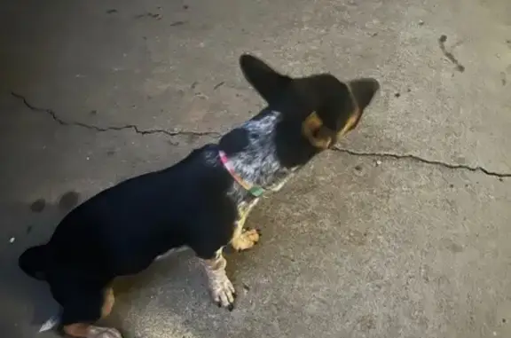 Found dog Conway, photo: Found Dog: Sweet Mix with Rainbow Collar