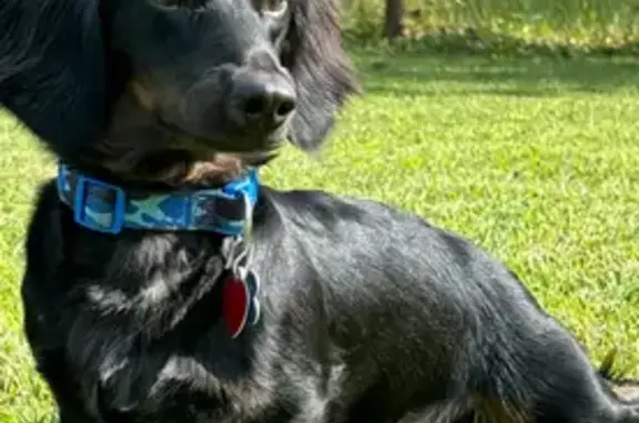 Lost Dachshund: Black/Brown, Wolff Dr 1815