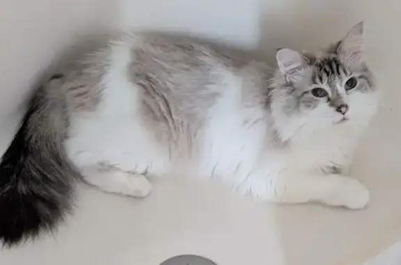 Lost: Yeti the Friendly Fluffy Cat