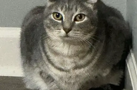Lost Cat Ruger: 22-Toed Sweetheart Missing