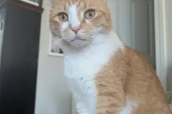 Lost Tiny Orange Cat on Cournoyer Blvd