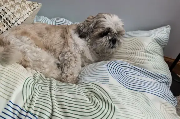 Found dog Round Lake Beach, photo: Found Scared, Tired Dog on Sunset Drive