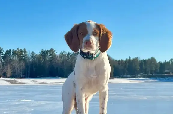 Lost Brittany Dog: Orange & White in MI