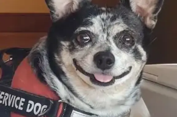 Lost: Friendly Black & White Chihuahua