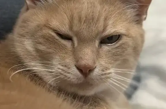 Missing cat Barling, photo: Lost Orange Tabby: Super in Barling
