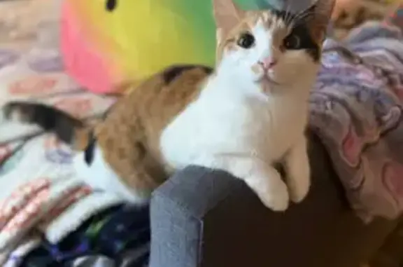 Lost Calico Cat: White Legs, Skittish