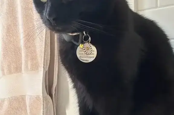 Lost Black Cat: Woodbridge, CT 9/17