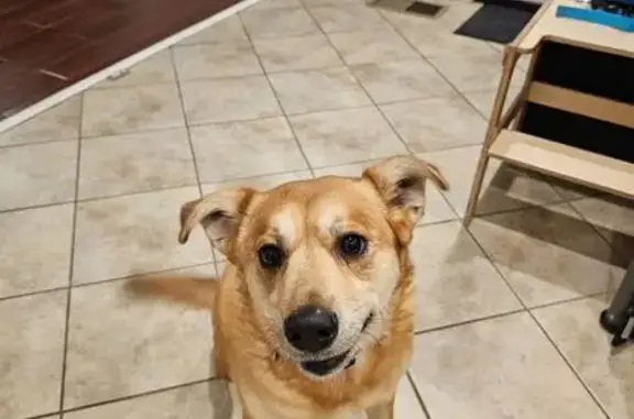 Lost Tan Dog: White Markings, No Collar