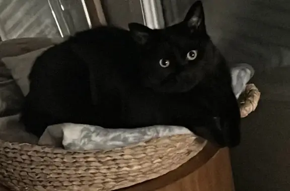 Chat noir perdu, yeux verts, épileptique - photo