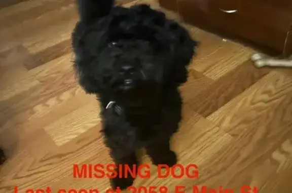 Lost Black Poodle on East Main Street