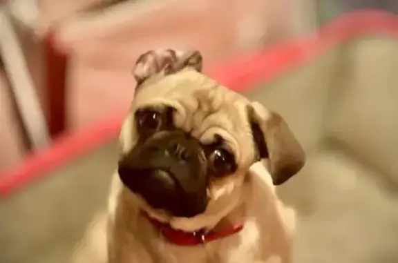 Lost Sweet Dog Near West Randall Ave