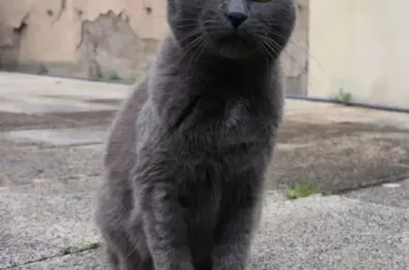 Chatte perdue, blanche, yeux oranges, 14 ans - photo
