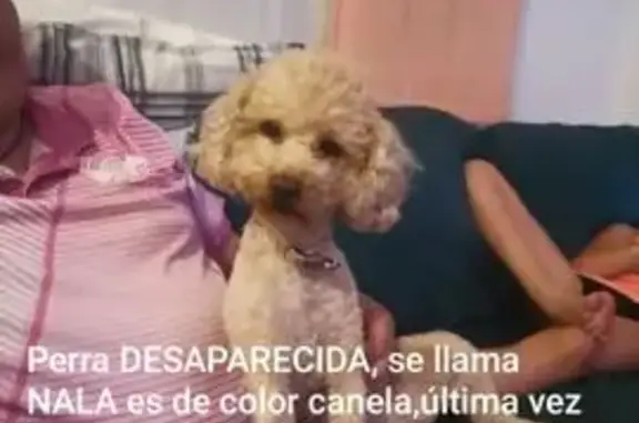 Búsqueda de mascotas, foto: Perro Perdido en Fuensalida: Canela y Marrón