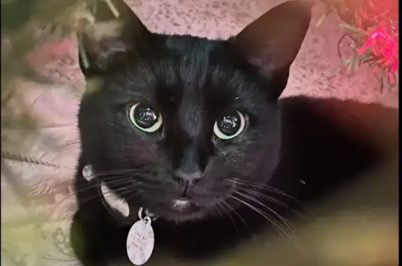 Lost: Sweet Black Cat with Pink Collar