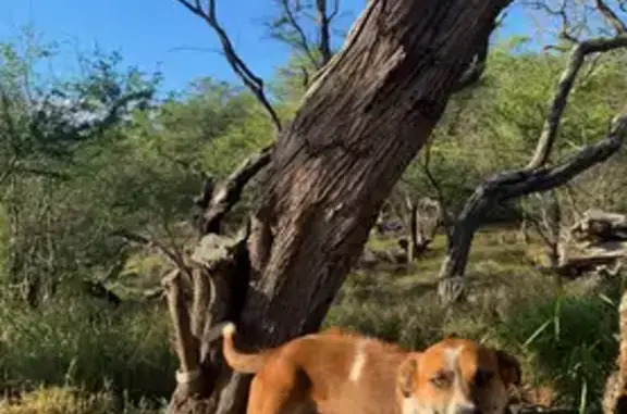 Lost Dog: Mohawk Ridgeback in Pāhoa