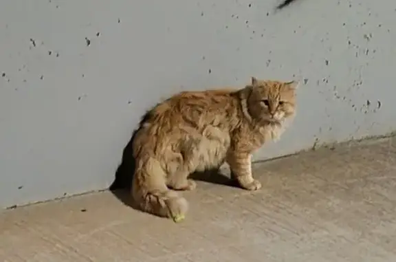 Found cat , photo: Found: Fluffy Ginger Cat in Coombs