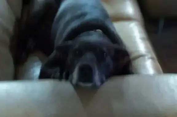 Lost Senior Dog: Cessnock, Needs Meds