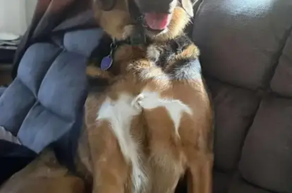 Lost Dog on Westview: Brown Ears & White Belly