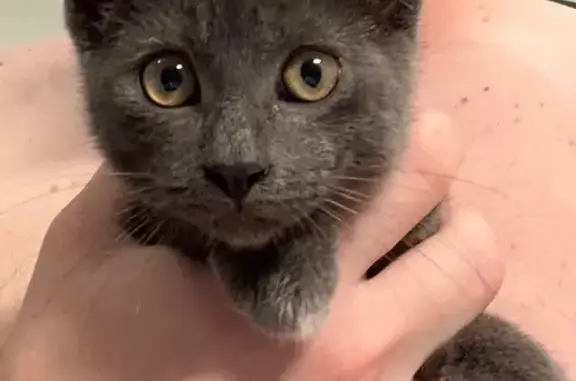 Animaux trouvés , photo: Chaton gris trouvé, 3 mois, joueur, Teilhet