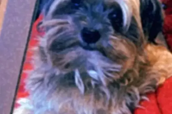 Help Find Leo: Stolen Yorkie from Walmart