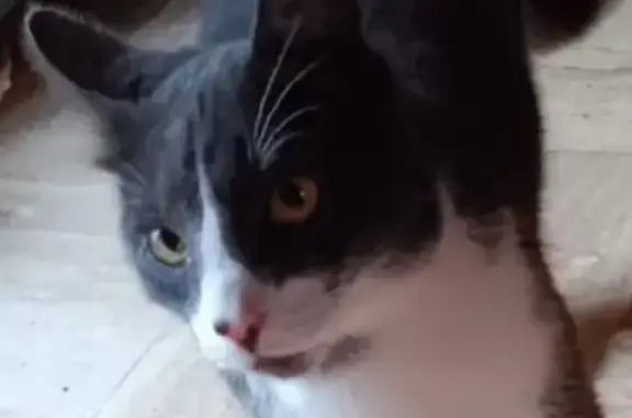 Chat perdu à Saujon : gris/blanc, tache nez - photo