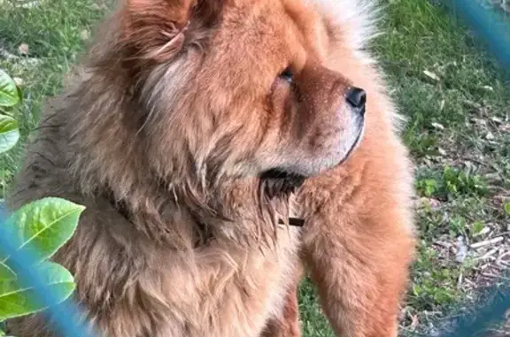 Chien trouvé , photo: Chow chow marron trouvé à Toussieu